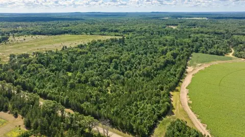 Whitetail Hunting Land with Build Site