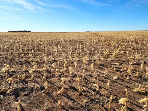 Tillable Cropland Investment Opportunity