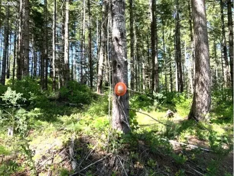 Timber Property Near Highway 26