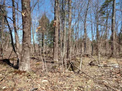 Michigan Wilderness Recreational Land Parcel