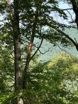 Wooded Land with Creek Frontage