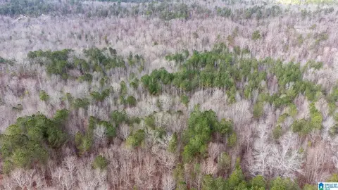 Undeveloped Forest Land in Odenville
