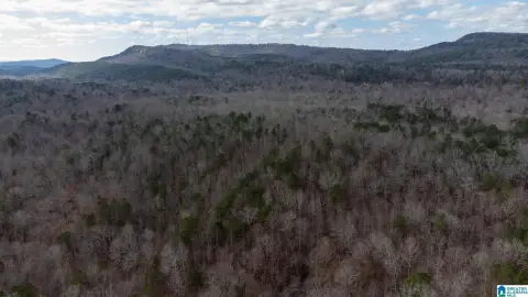 Undeveloped Forest Land For Sale