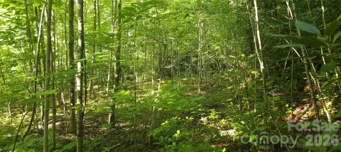 Wooded Mountain Lot for Residence