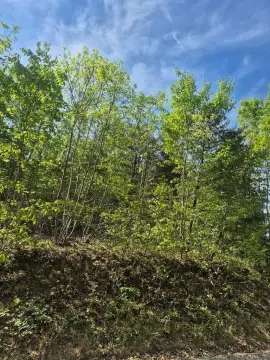 Wooded Residential Land Parcel