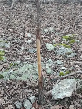 Secluded Wooded Hunting Land