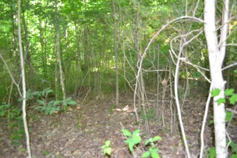 Unrestricted Wooded Land For Sale