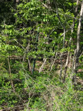 4.4 Acres of Ozark Beauty