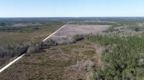 202.3 Acres Hunting/Timber Investment Land