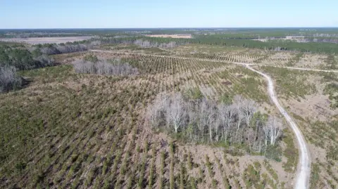 243.8 Acres Hunting Land in Jesup