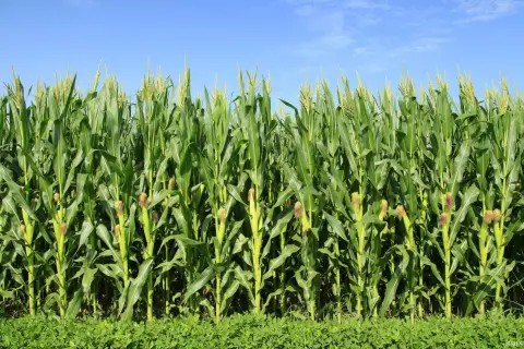 Tillable Agricultural Land