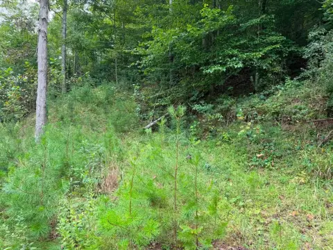 Hunting Land with Utilities