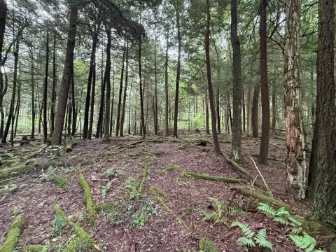 Hunting Land with Trout Stream
