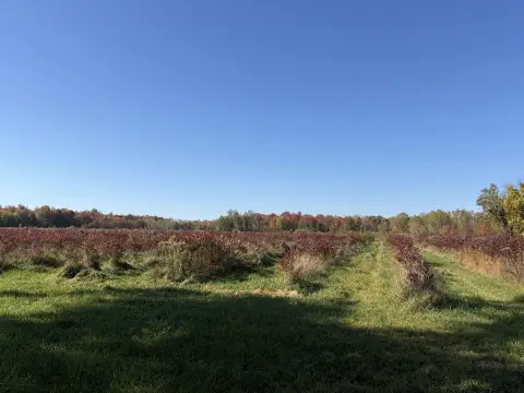 Blueberry Farm with Pond