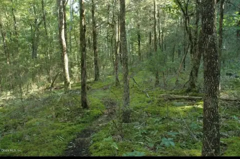 Land For Sale, Belleview, FL