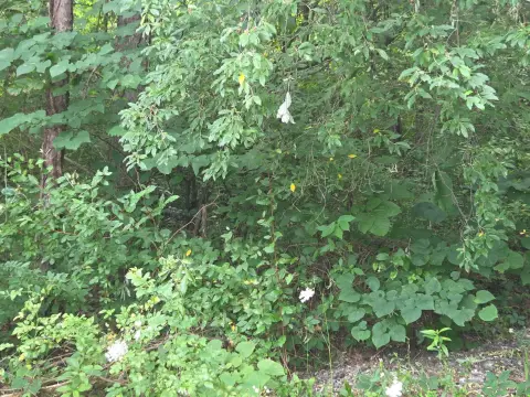 Commercial Land Tract with Flat Areas
