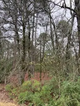 Wooded Land Parcel Near Hawkins