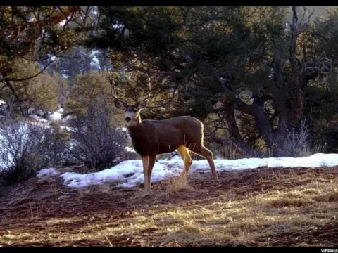 9.82 Acres in Duchesne County