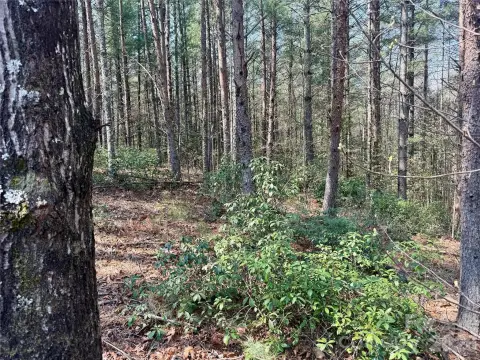 Nebo, NC Wooded Homesite