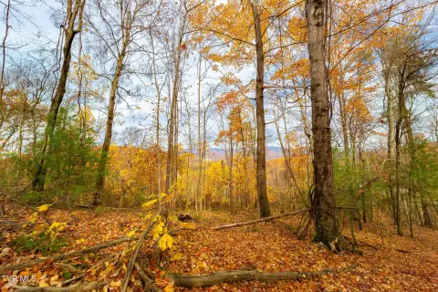 16.5 Acres Wooded Land Parcel