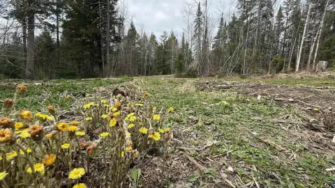 Vermont Land with Brook