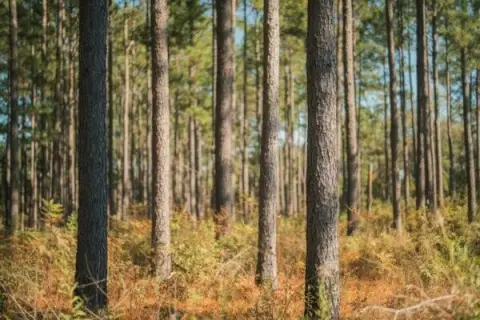 78.6 Acres Timberland Investment Opportunity