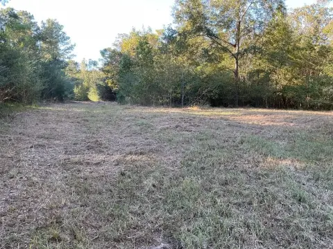58 Acres of Planted Pines