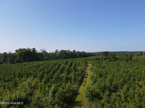 Hunting Land with Young Pine