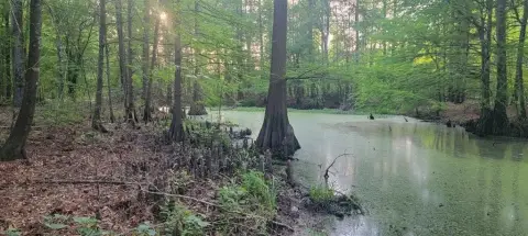 Hunting Land with Creek Access