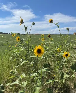 Pueblo West Land with Views