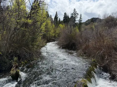 Spacious Wooded Lot Near Bear Lake