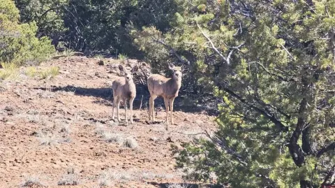 South Fork Mountain Acreage