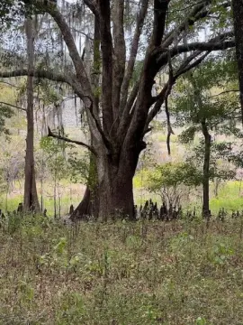 Waterfront Lot on Lake Iamonia