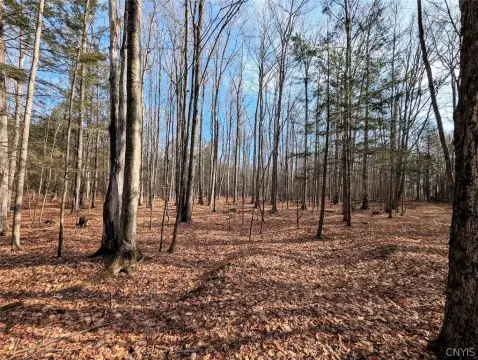 5 Acre Wooded Recreational Lot