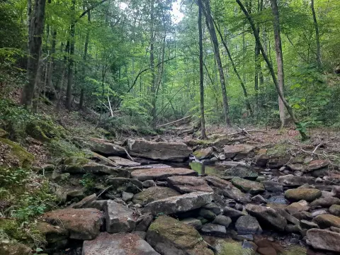 Timbered 42-Acre Land Tract