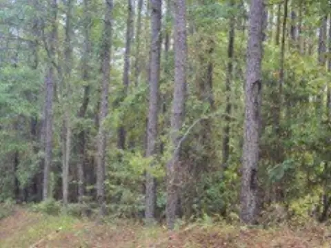 Timber Hunting Land