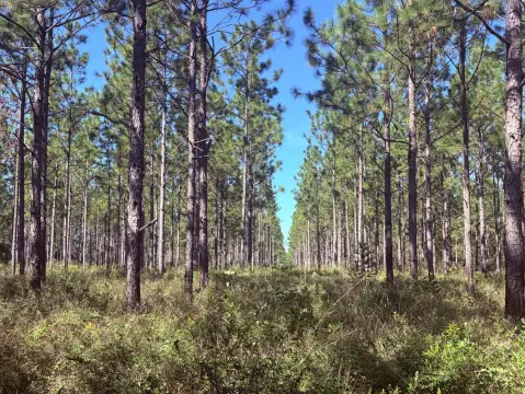 Longleaf Pine Hunting Land