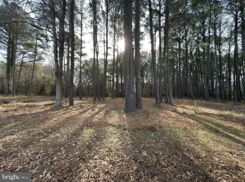 Cleared Land Ready for Development