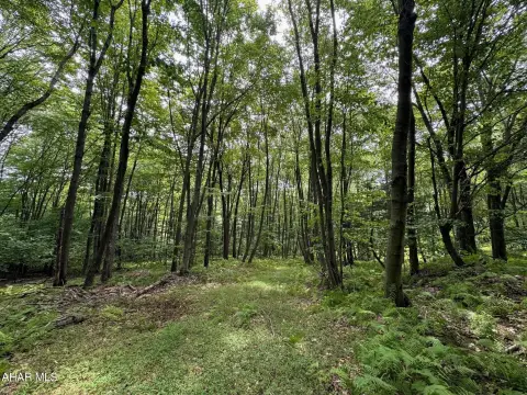 Wooded Hunting Land with Mountain Stream