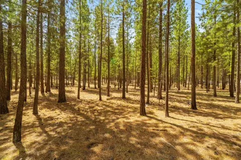 La Pine Wooded Acreage