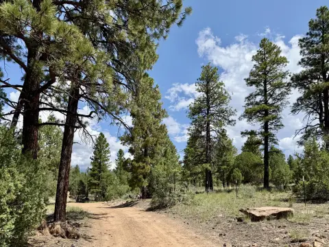 Wooded Recreational Land