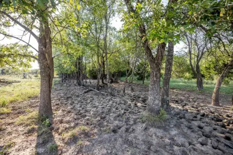 Creekside Grazing Land