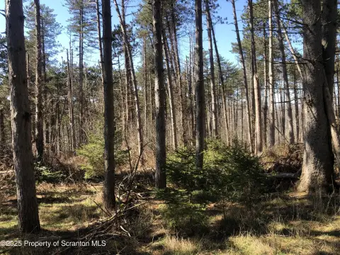 Wooded Lot Near Waverly