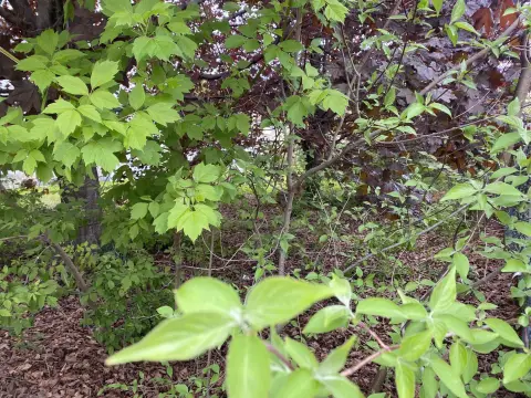 Residential Land in Berlin, NH