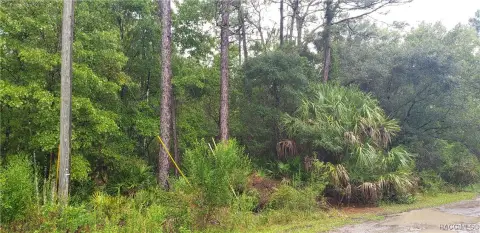 Wooded Acre Plus Lot