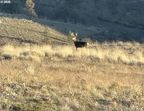Secluded Hunting Land in Goldendale