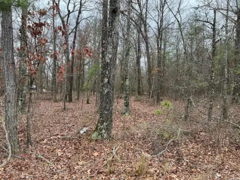 Pine Bluff Wooded Timber Land