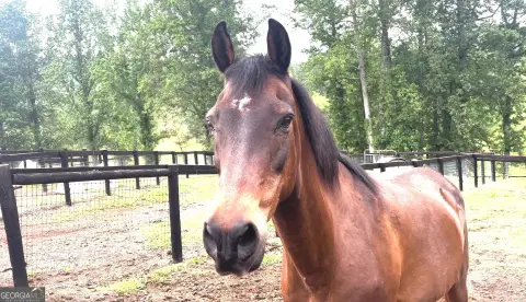 Waleska Equestrian Property with Views