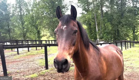 Equestrian Property with Mountain Views