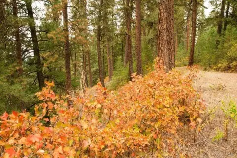 Idaho City Vacant Wooded Land
